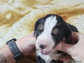 Boyero de Berna perros Boyeros de Berna bebes preciosos - Anuncio 5