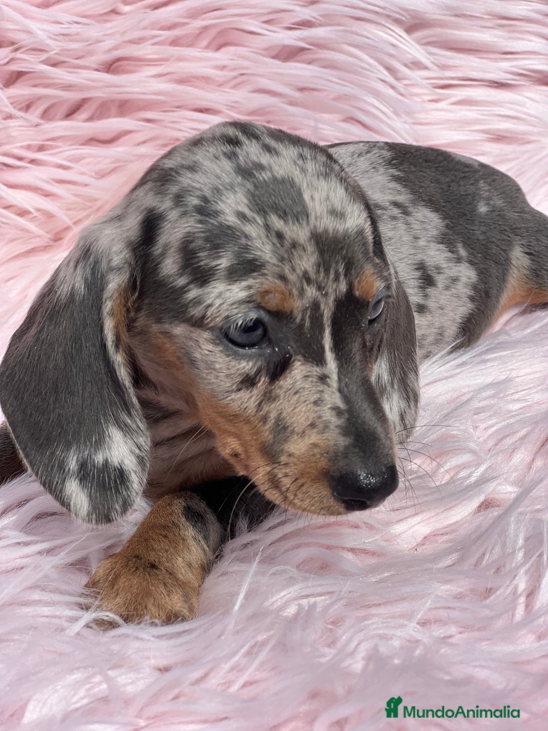 Teckel Miniatura perros en venta: Teckel arlequín Kaninchen   - Imagen 5