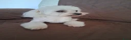 Bichón Maltés perros en venta: Bichón Maltés macho y hembra - Anuncio 3