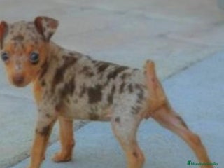 Pinscher Miniatura perros en Badajoz - Anuncio 32