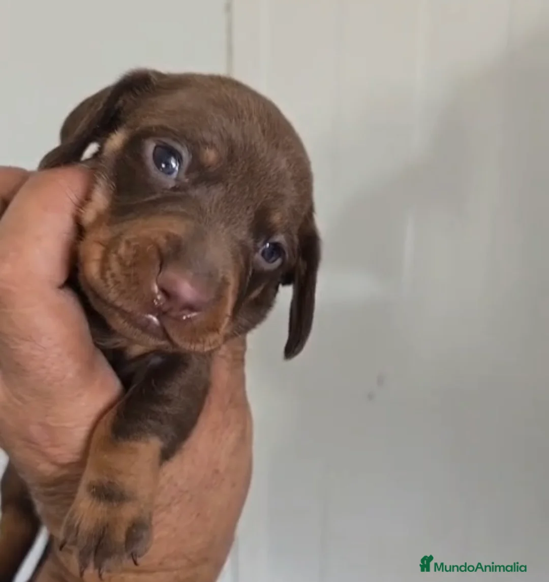 Teckel Miniatura perros en venta: Macho teckel miniatura chocolate 🩵🐾 - Anuncio 1