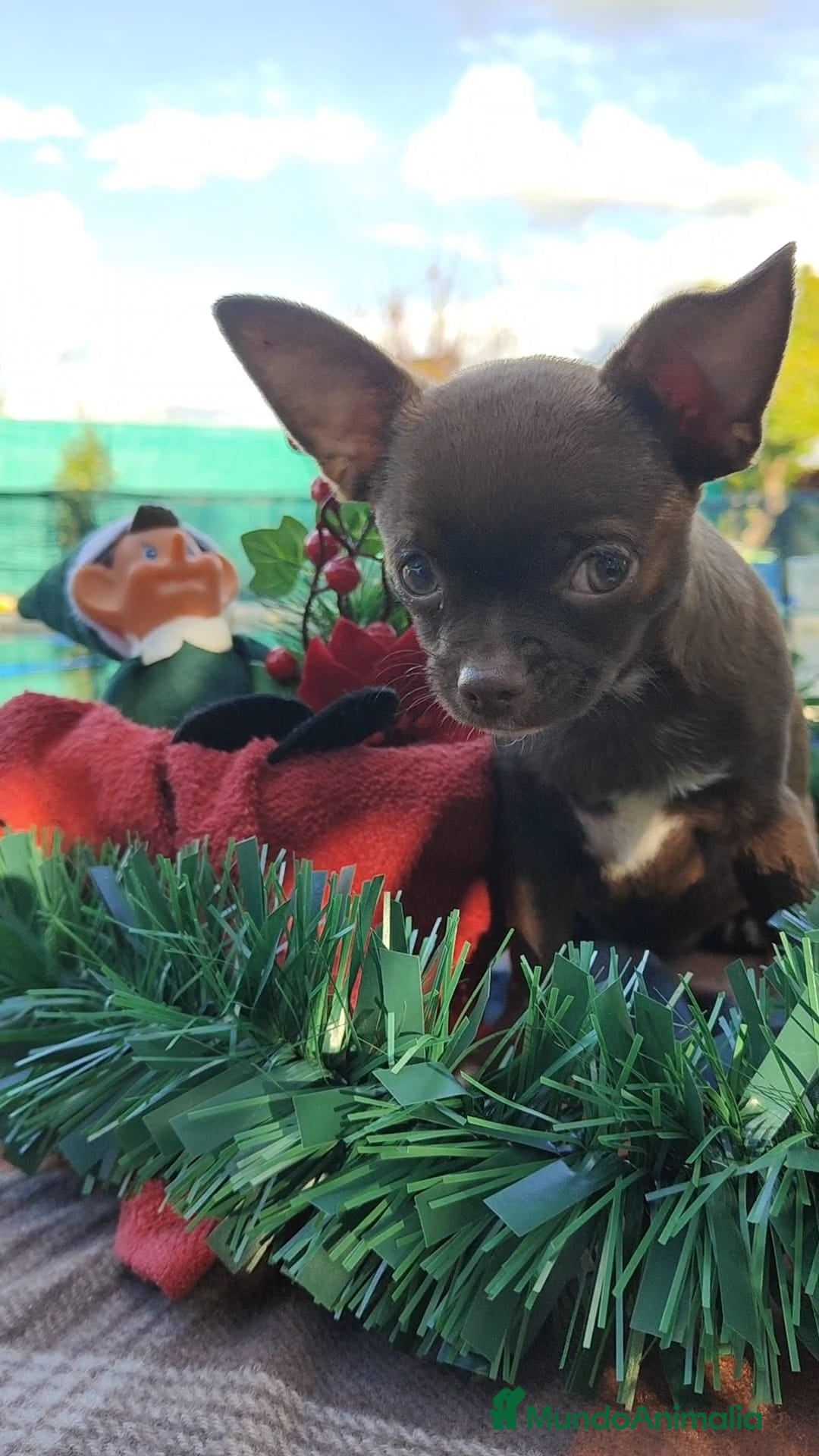 Chihuahua perros en venta: Chihuahua mini - Anuncio 4