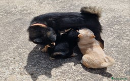 Shiba Inu perros en venta: Shiba Inu en Ávila - Imagen 6