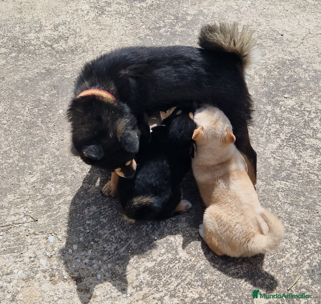 Shiba Inu perros en venta: Shiba Inu en Ávila - Imagen 6