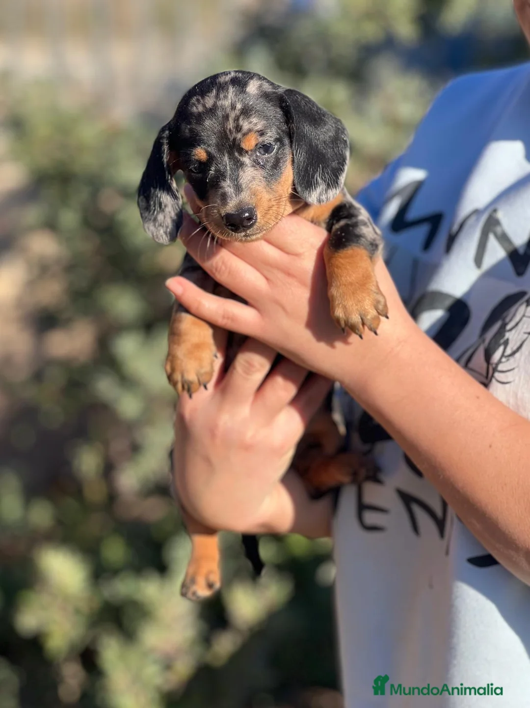 Teckel Miniatura perros en venta: TECKEL MINIATURA MERLE DISPONIBLES en Barcelona - Anuncio 3