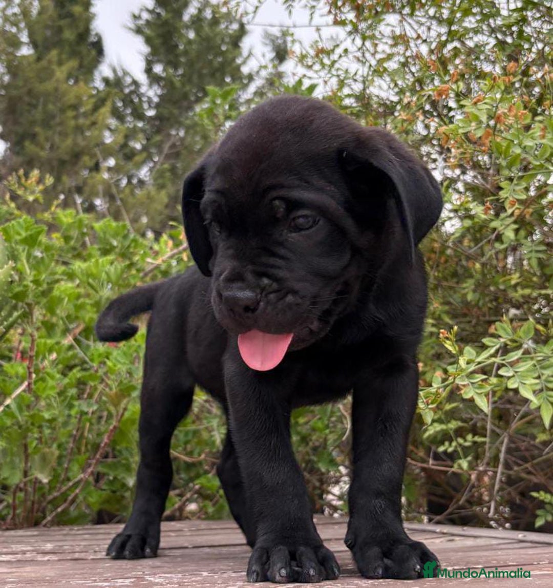 Cane Corso perros en venta: Cane Corso  - Imagen 2