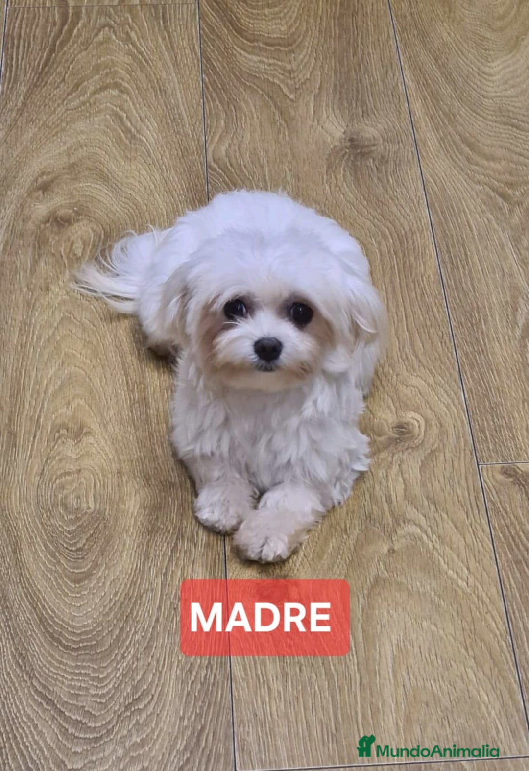 Maltipoo perros en venta: Preciosos cachorros Maltipoo  - Anuncio 5