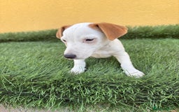 Jack Russell Terrier perros en venta: jack russell hembra de pata corta  - Imagen 12