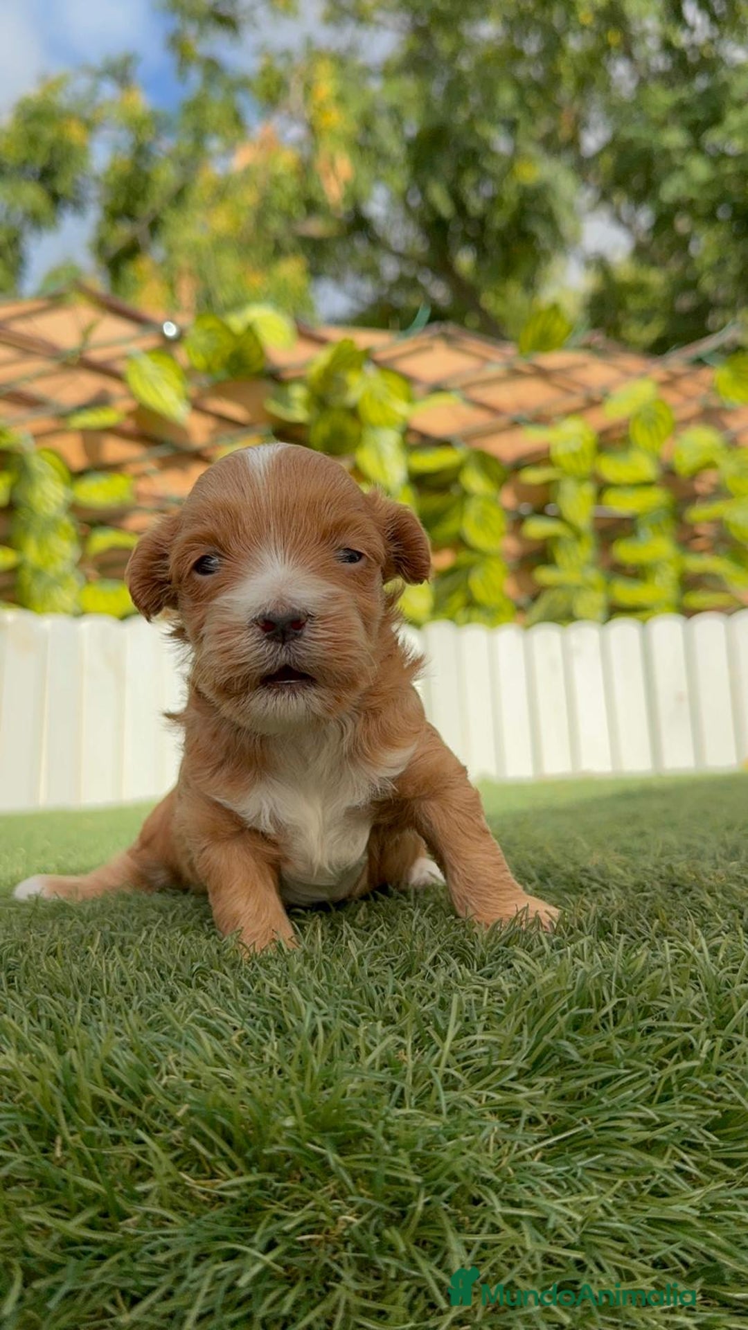 Maltipoo perros en venta: MALTIPOO - Imagen 14