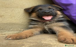 Pastor Alemán perros en venta: CACHORROS DE PASTOR ALEMÁN  - Imagen 1