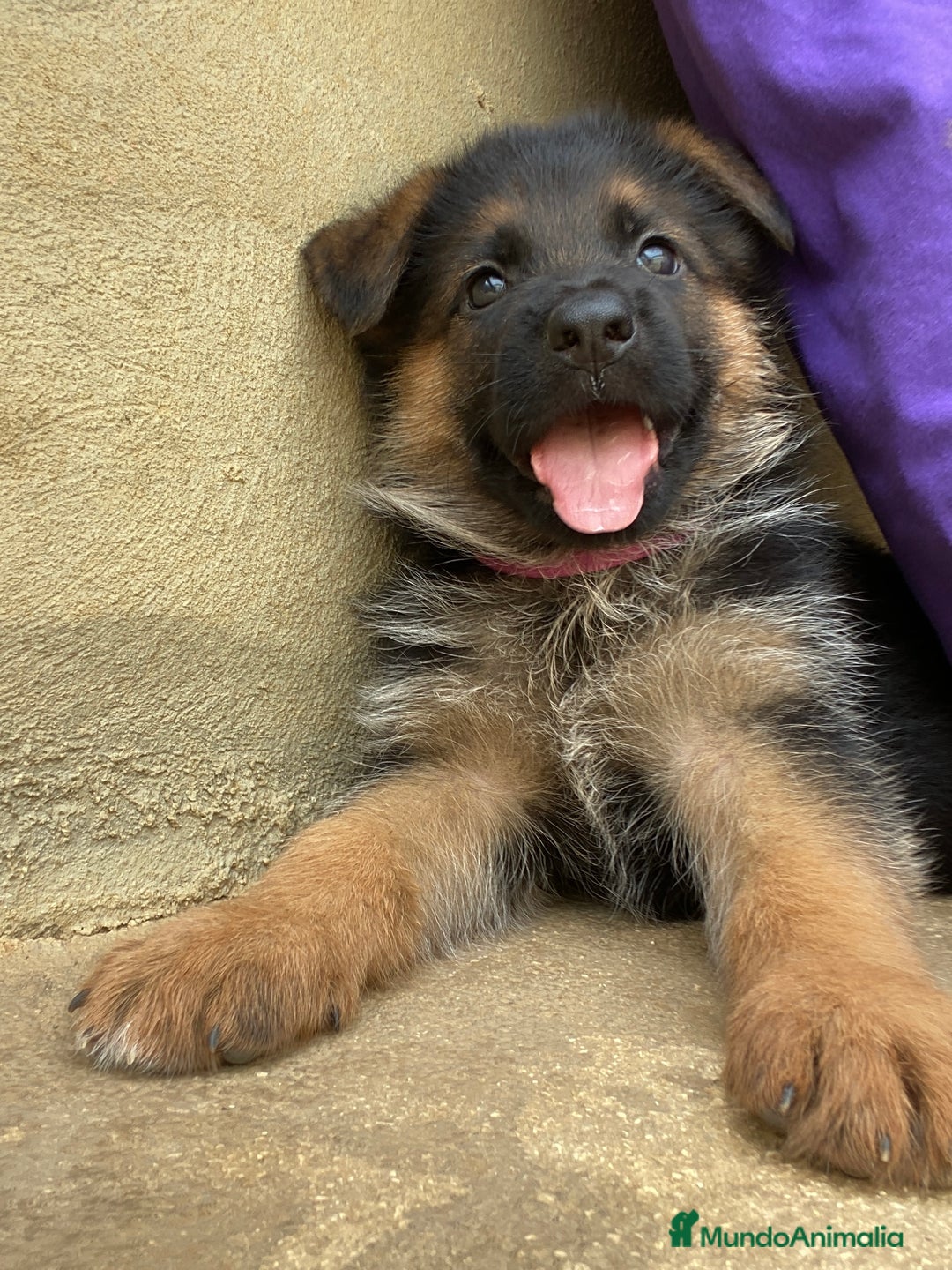 Pastor Alemán perros en venta: CACHORROS DE PASTOR ALEMÁN  - Imagen 1