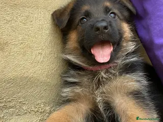 Pastor Alemán perros CACHORROS DE PASTOR ALEMÁN - Anuncio 2