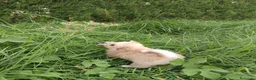 Pomerania perros en venta: Pomerania  - Anuncio 8