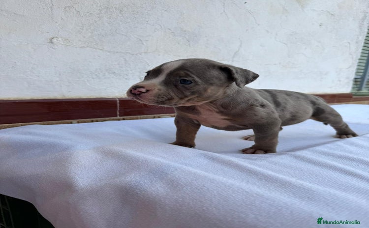 American Bully perros - Anuncio 1