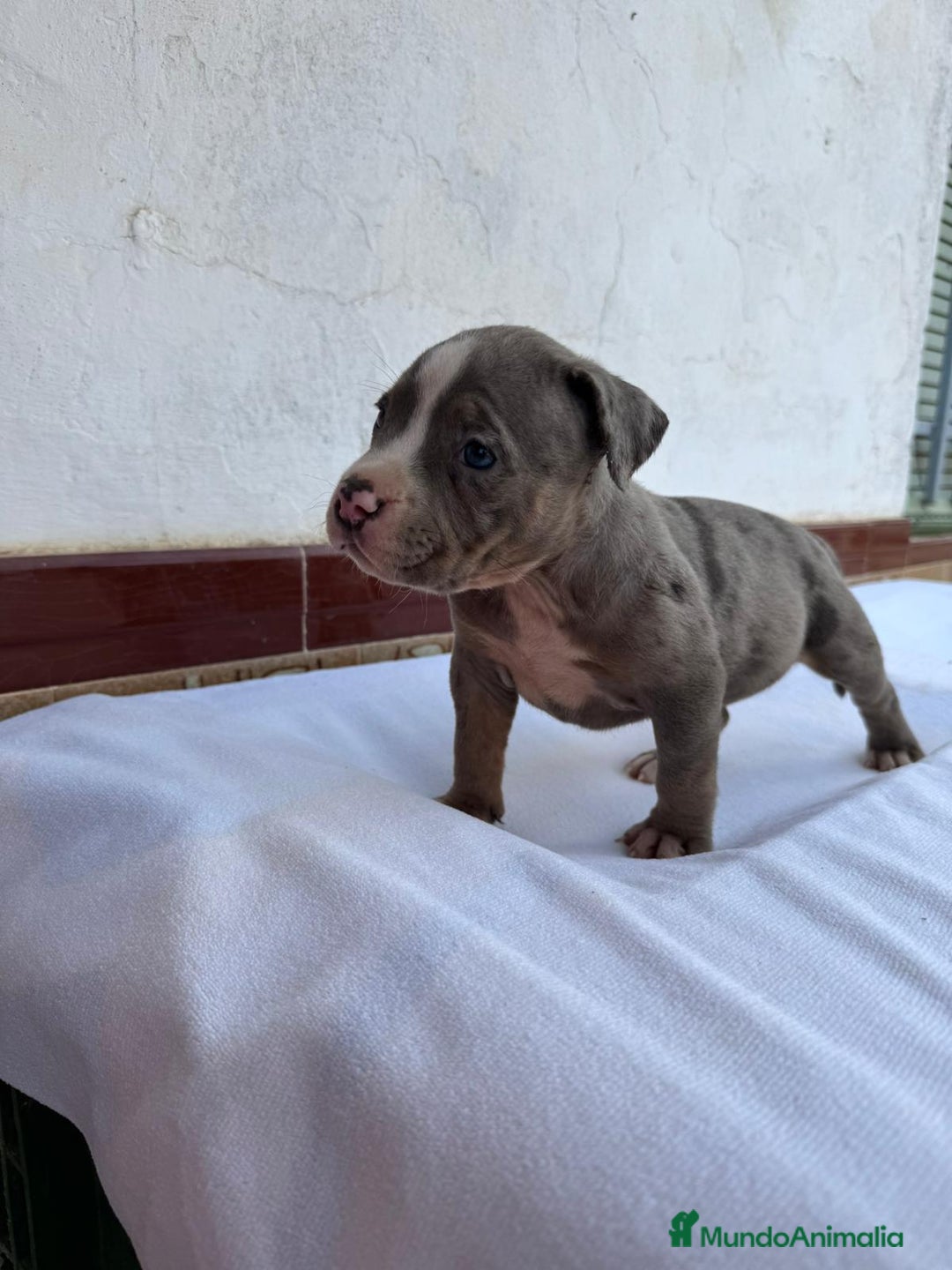 American Bully perros en venta: CACHORRO AMERICAN BULLY 💯 - Imagen 1