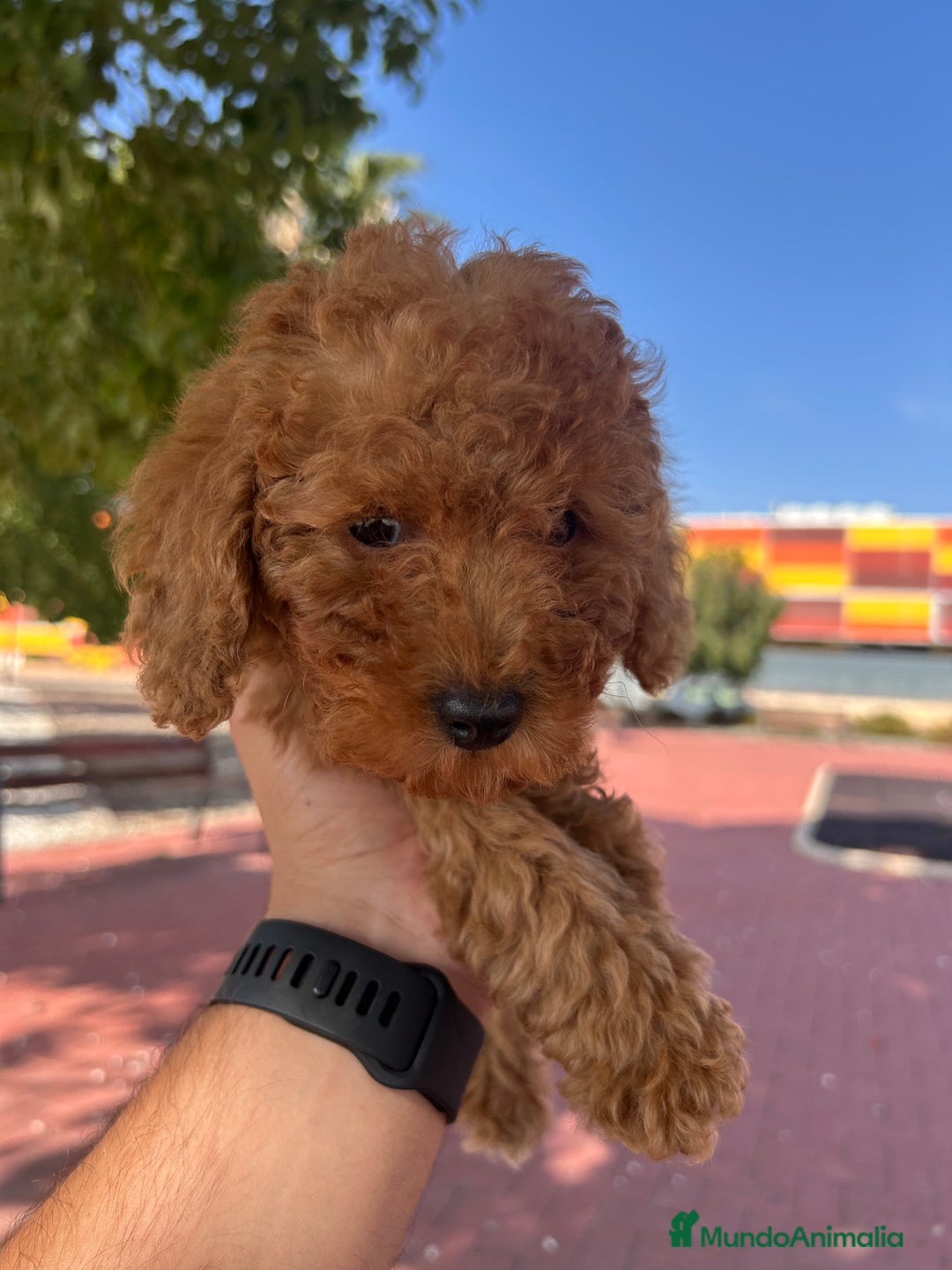 Caniche Toy perros en venta: CANICHE TOY ROJA - Imagen 3