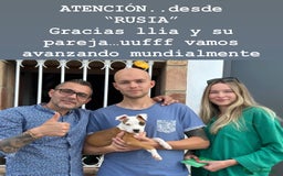 American Staffordshire-Terrier perros en venta: American Stanford, mis pequeños - Imagen 15