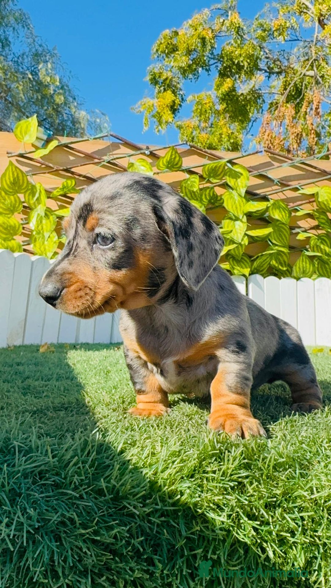 Teckel Miniatura perros en venta: TECKEL MINIATURA HEMBRA - Anuncio 13