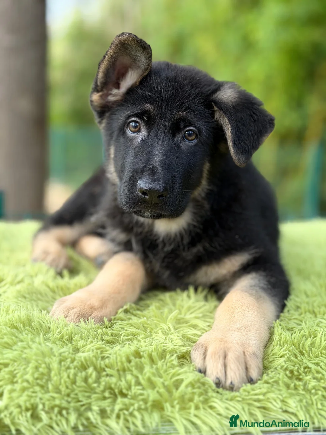 Pastor Alemán perros en venta: Pastor alemán  - Anuncio 3