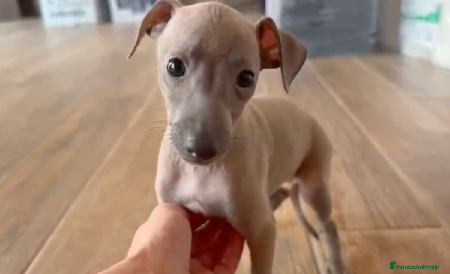 Pequeño Lebrel Italiano perros Galgo lebrel italiano - Anuncio 7