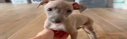 Pequeño Lebrel Italiano perros en venta: Galgo lebrel italiano - Anuncio 3
