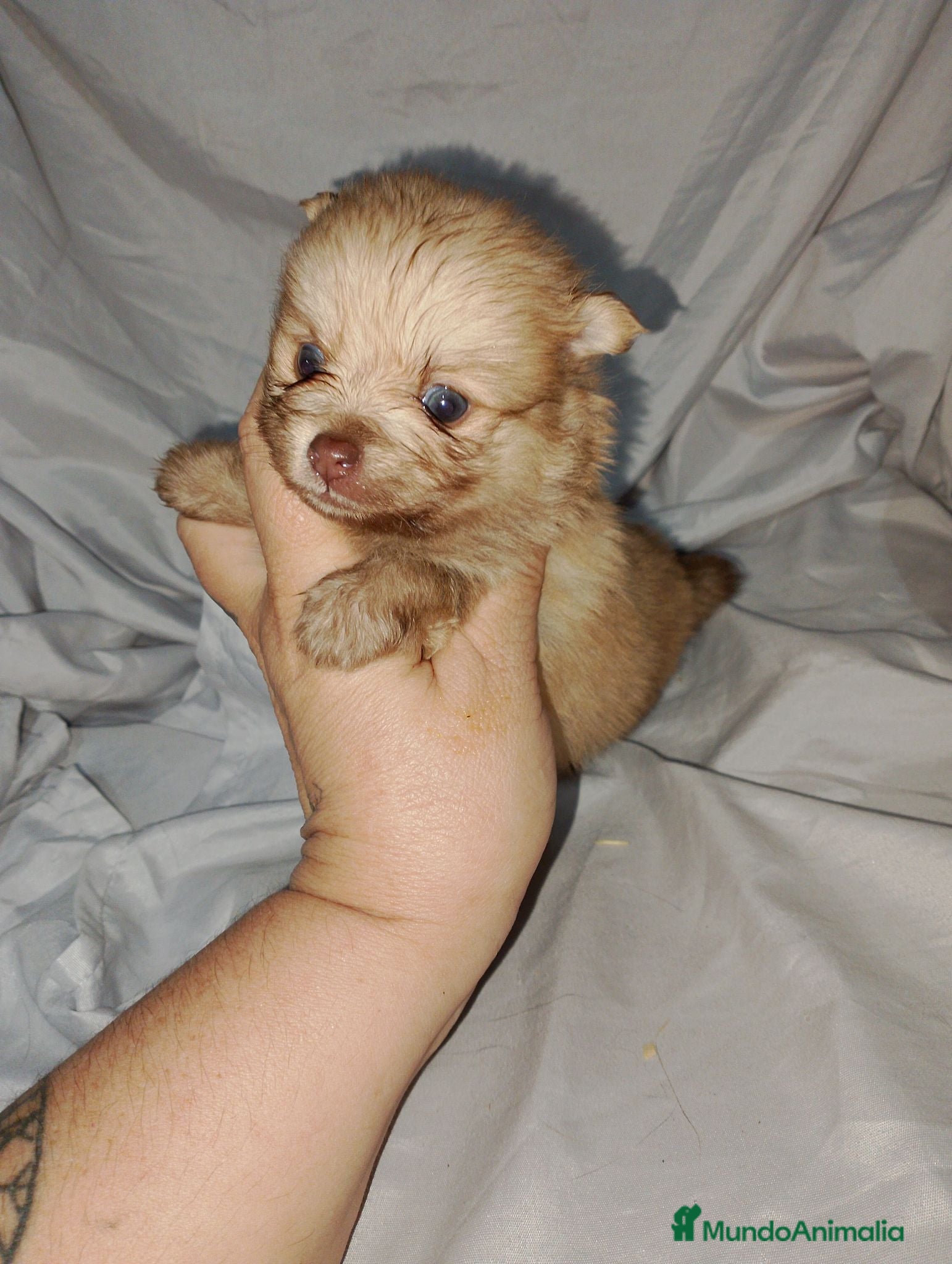 Pomchi perros Camada de pomchi  - Anuncio 1