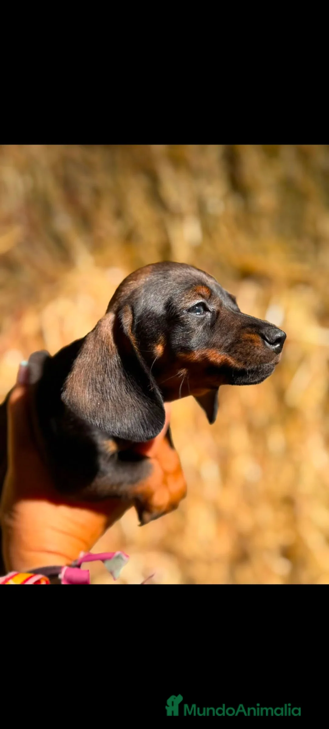 Teckel Miniatura perros en venta: Teckels Color Jabalí Hembras  - Anuncio 2