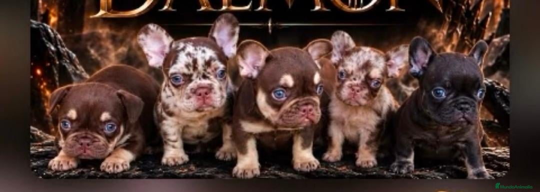 Bulldog Francés perros Bulldog francés  - Anuncio 1