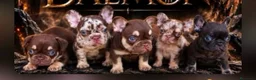 Bulldog Francés perros en venta: Bulldog francés  - Anuncio 1