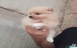 Pomerania perros en venta: POMERANIAS LULUS CALIDAD Y SELECCIÓN  - Imagen 9