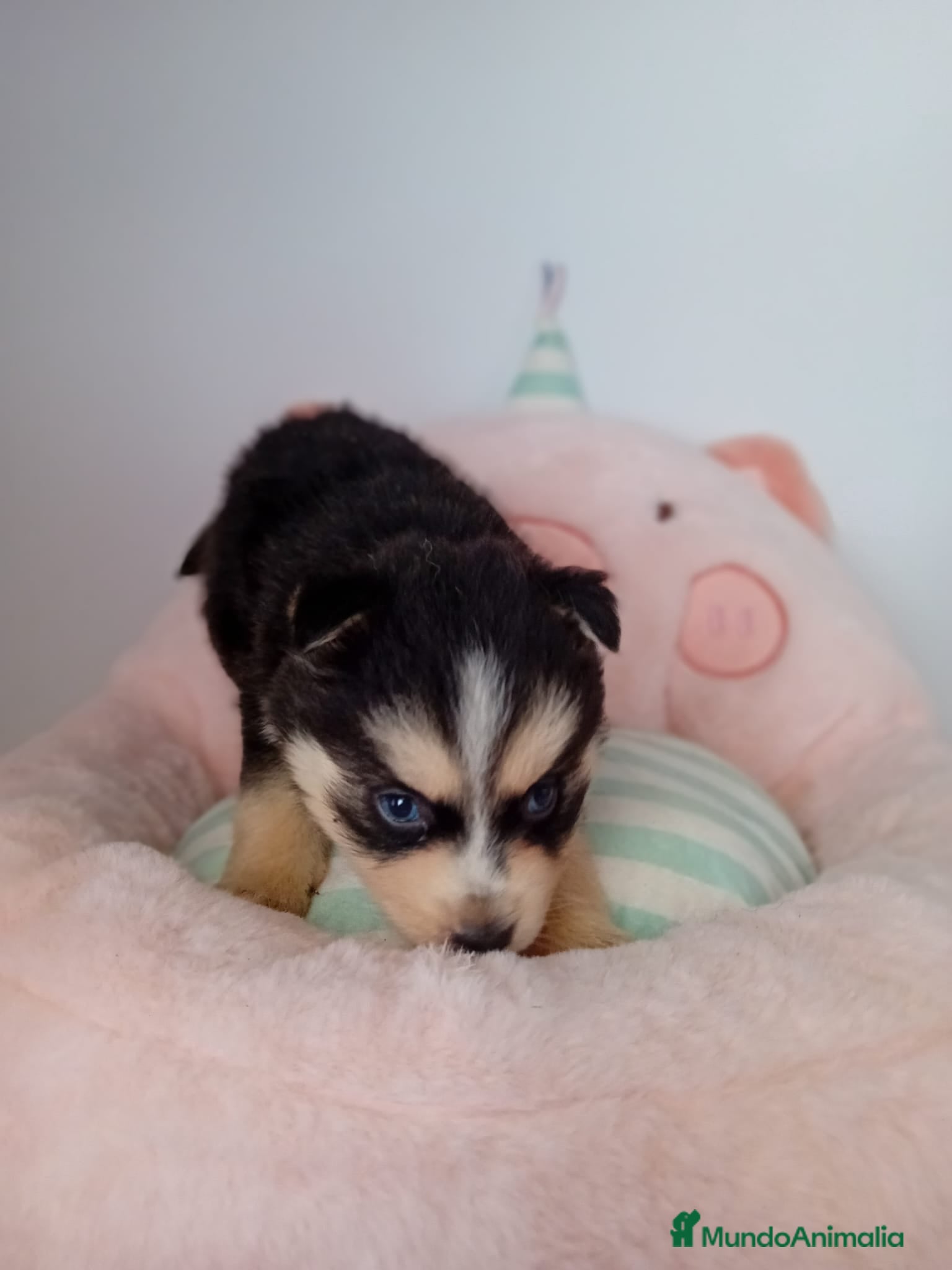 Pomsky perros POMSKY - Anuncio 2