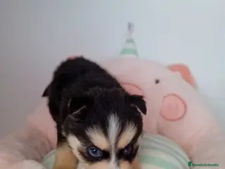 Pomsky perros POMSKY - Anuncio 2