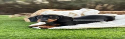 Teckel Miniatura perros en venta: TECKEL HEMBRA MINIATURA - Anuncio 5