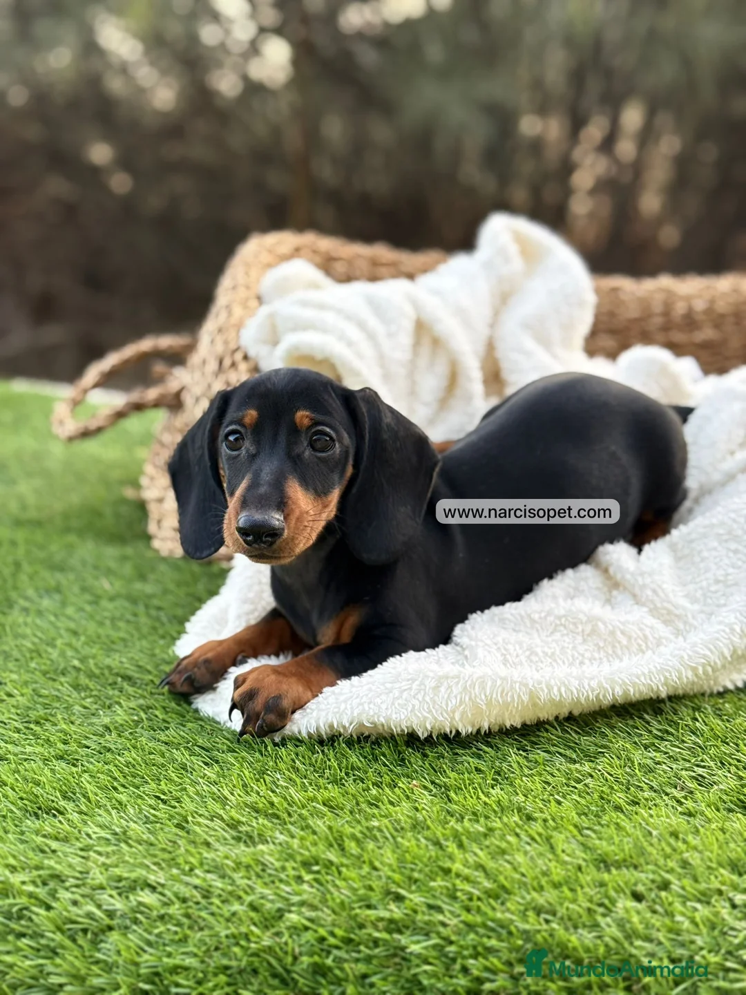Teckel Miniatura perros en venta: TECKEL HEMBRA MINIATURA - Anuncio 5