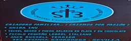 Jack Russell Terrier perros en venta: Cachorros de Jack Russell - Anuncio 2