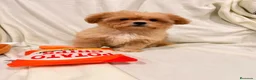 Shihpoo perros en venta: Yo Soy Fofito - Anuncio 4
