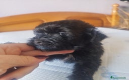 Maltipoo perros en venta: MALTIPOO MACHO CALIDAD Y SELECCIÓN  - Imagen 10