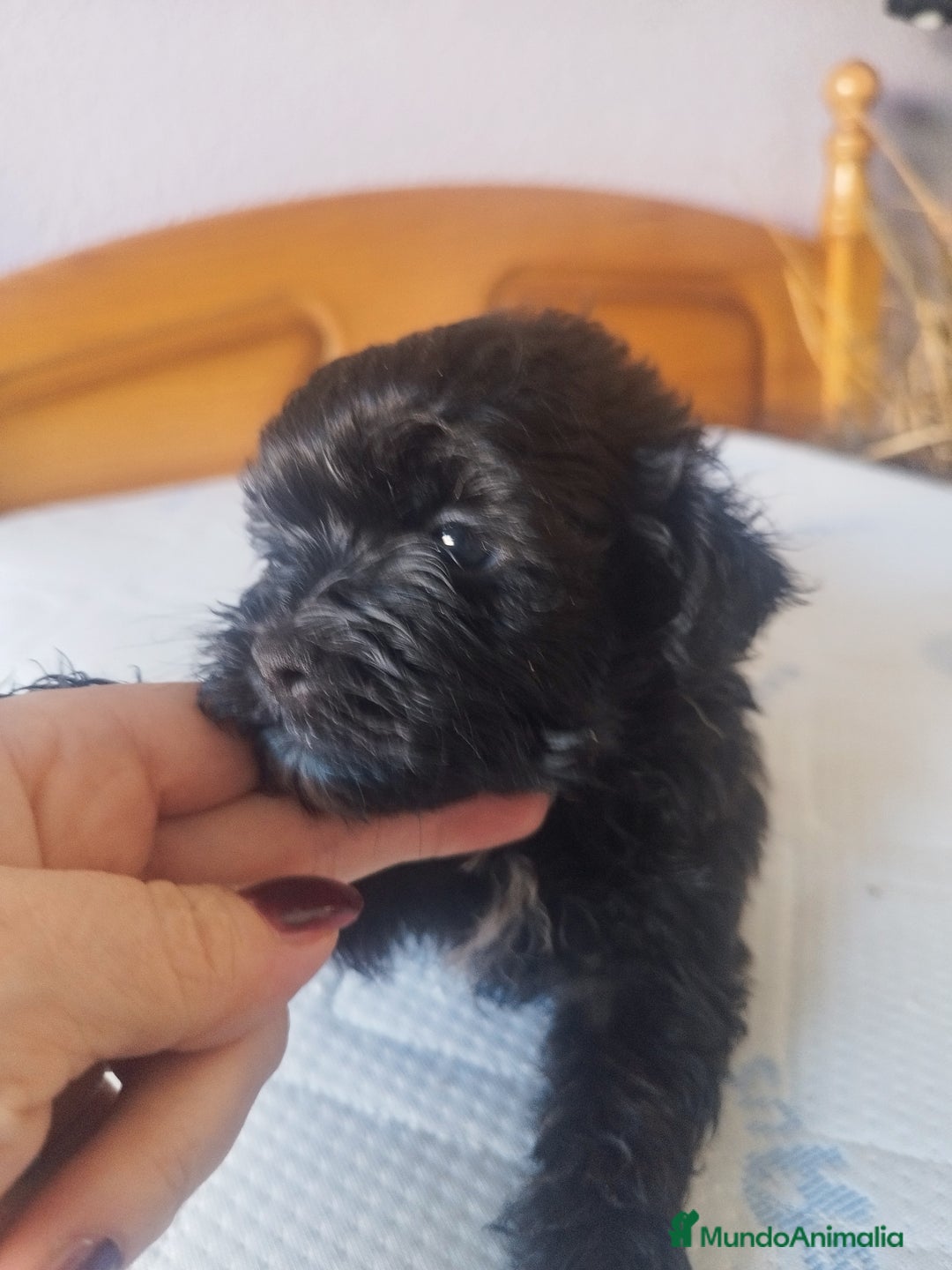 Maltipoo perros en venta: MALTIPOO MACHO CALIDAD Y SELECCIÓN  - Imagen 10
