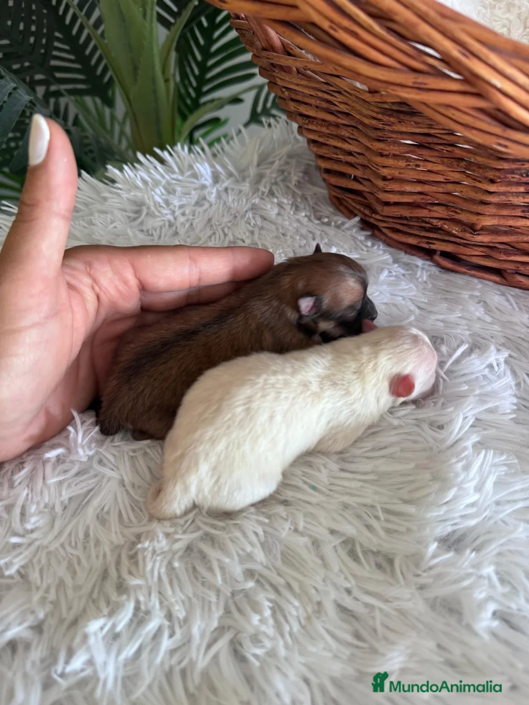 Pomerania perros en venta: POMERANIA - Anuncio 1