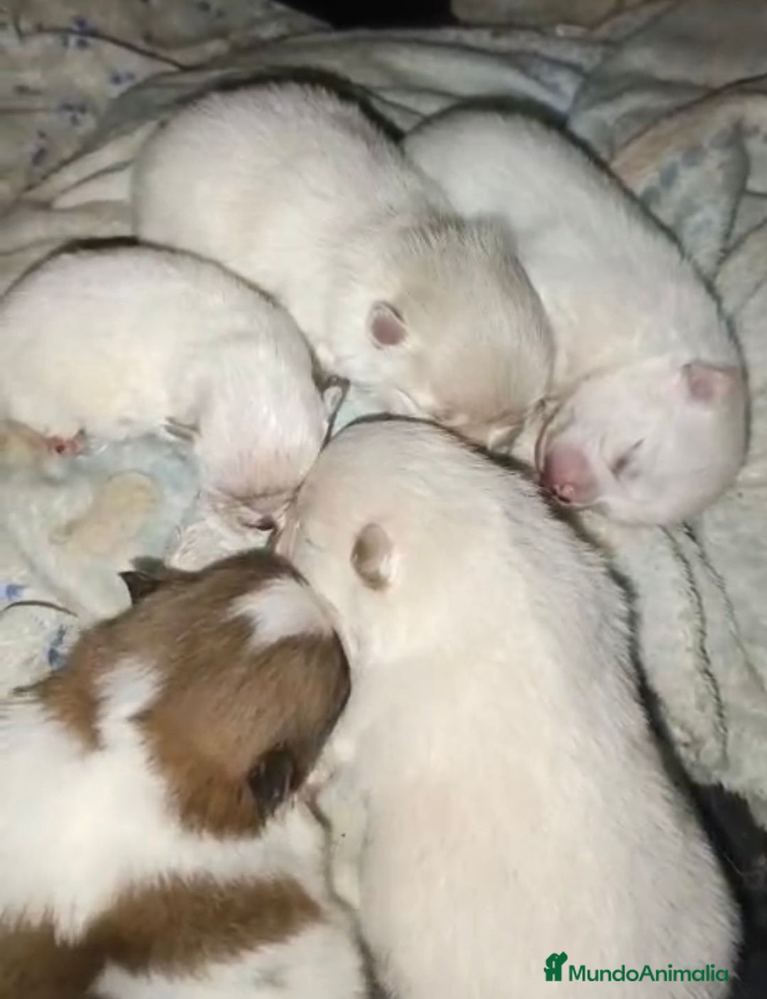 Pomerania perros en venta: Lulu pomerania toy  - Anuncio 1