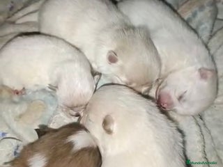 Pomerania perros Lulu pomerania toy - Anuncio 4