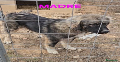 Pastor del Cáucaso perros Cachorra pastor del caucaso - Anuncio 2