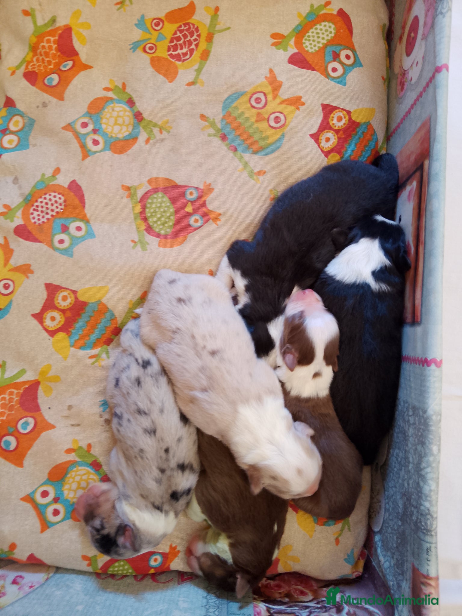 Pastor Australiano perros en venta: Preciosa camada de Pastor Australiano  - Anuncio 3