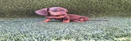 Teckel Miniatura perros en venta: TECKEL MINIATURA  - Anuncio 5