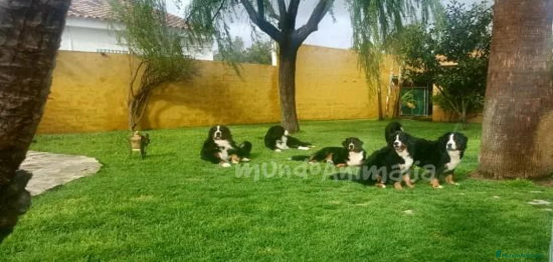 Imagen de galería {{count}}