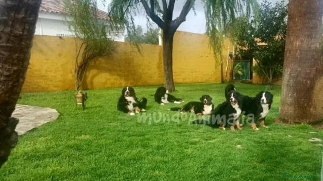 Imagen de galería {{count}}