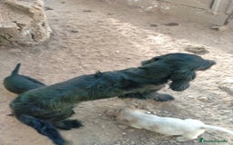 Raza Mixta perros en venta: Cachorritos de cockapoo  - Imagen 3