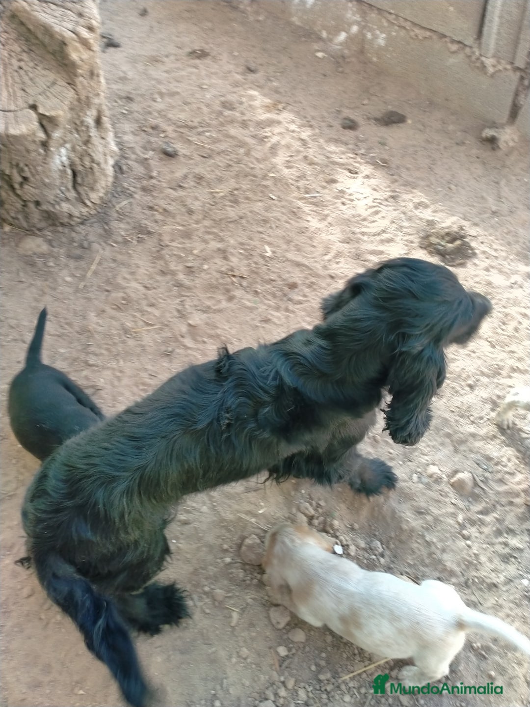 Raza Mixta perros en venta: Cachorritos de cockapoo  - Imagen 3