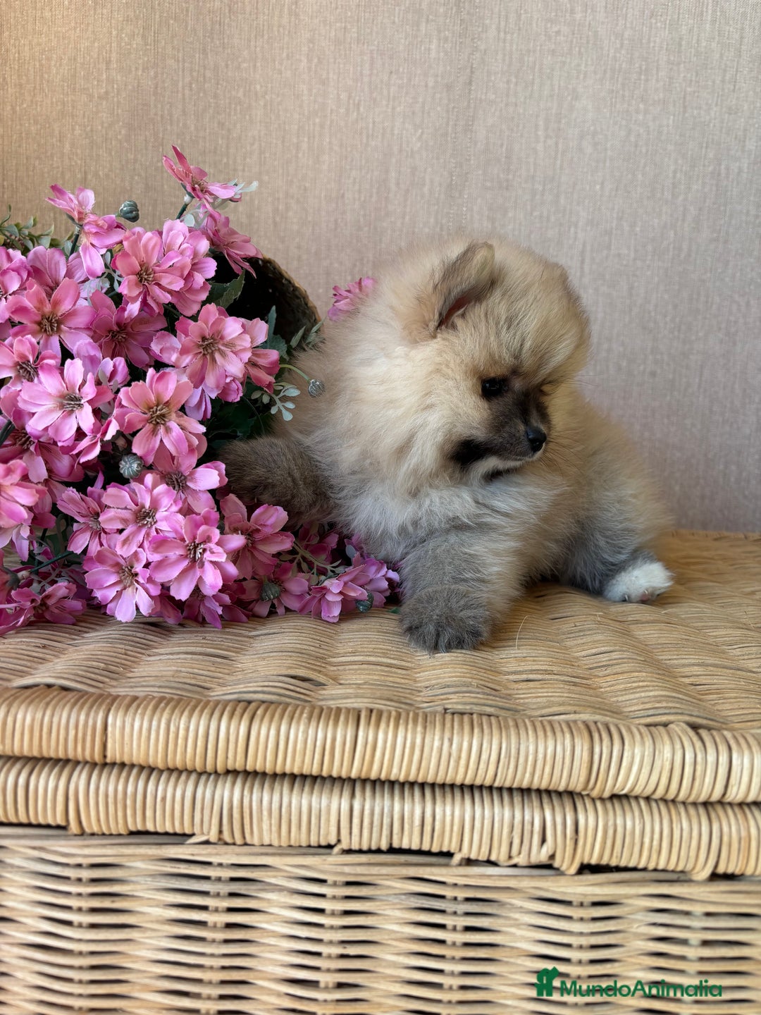 Pomerania perros en venta: Pomerania hembra color sable !!! - Imagen 10