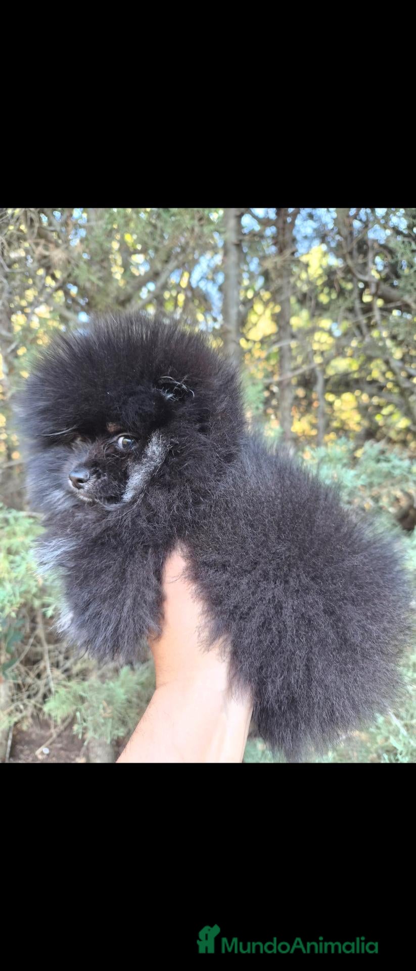 Pomerania perros Pomeranias toys  - Anuncio 1